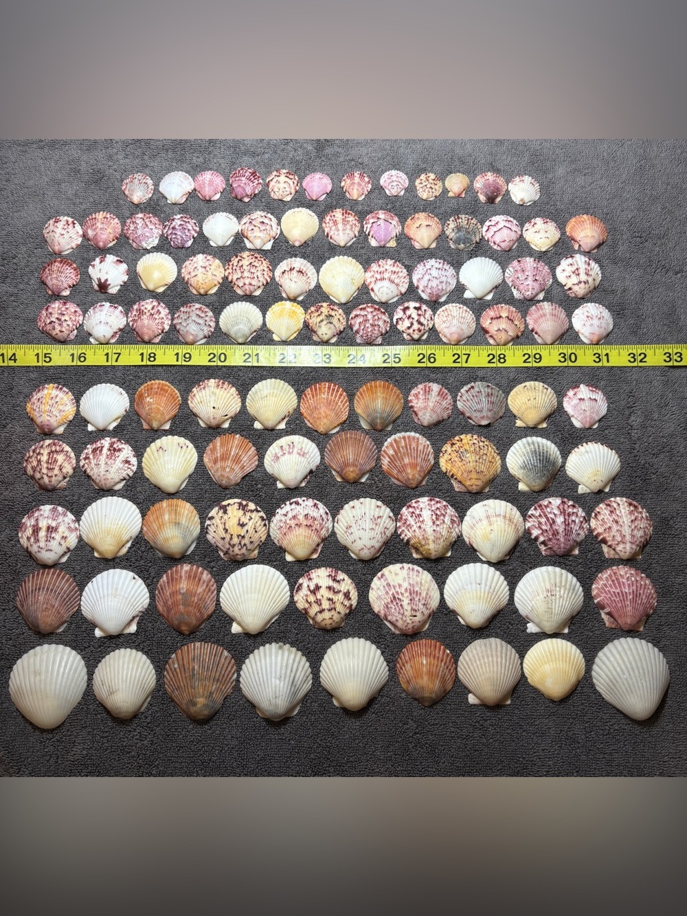 100 - Sanibel Island Scallop Seashell Collection.  Great for crafters.